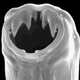 Image for article titled This scientific article about poop may have the best title in the history of peer-reviewed research (possibly NSFW figures)